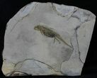 Permian Branchiosaur (Amphibian) Fossil - Extra Large #39118-1